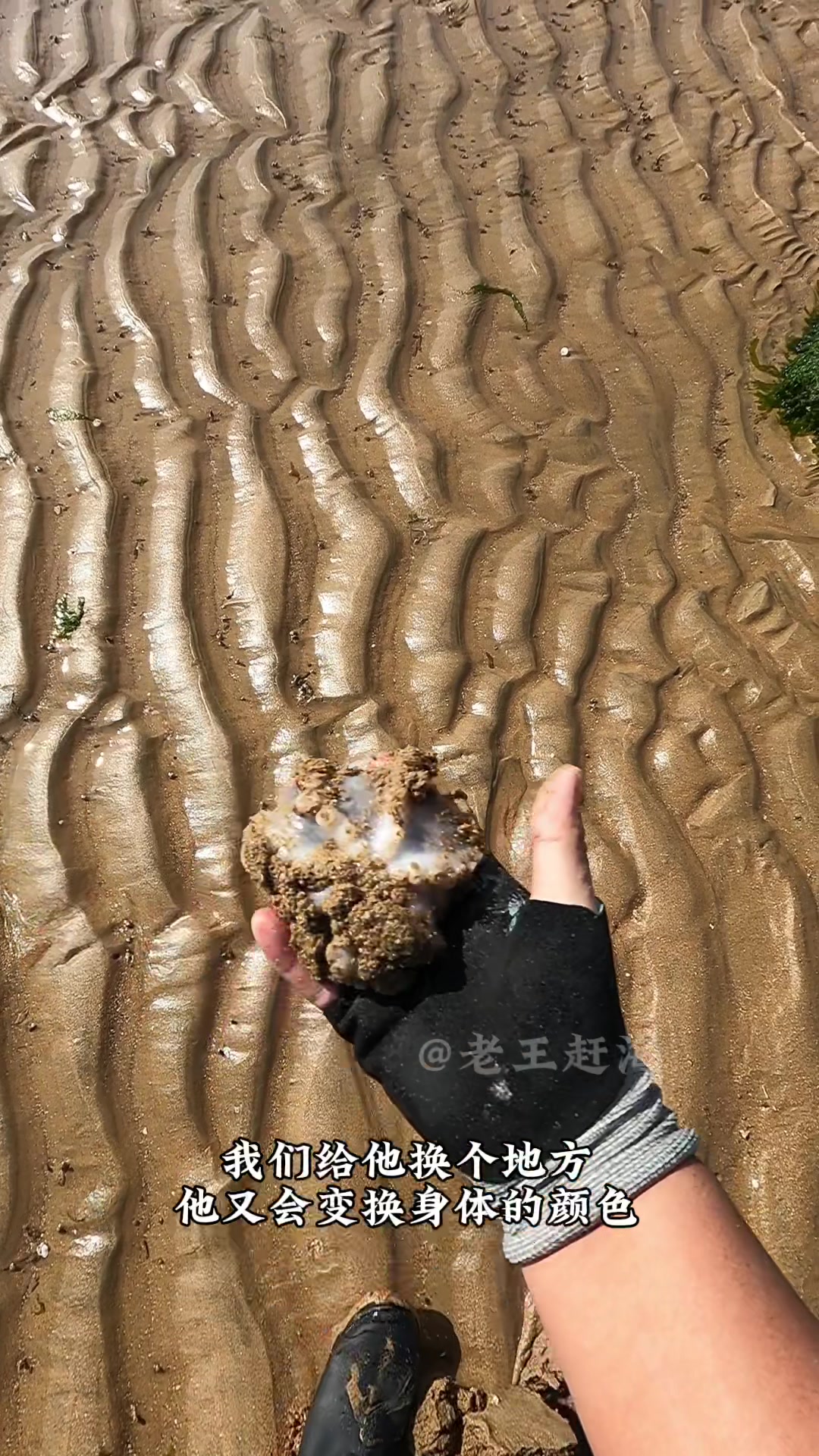 铲出贵妃蚌还有吓的喷海水的八爪鱼