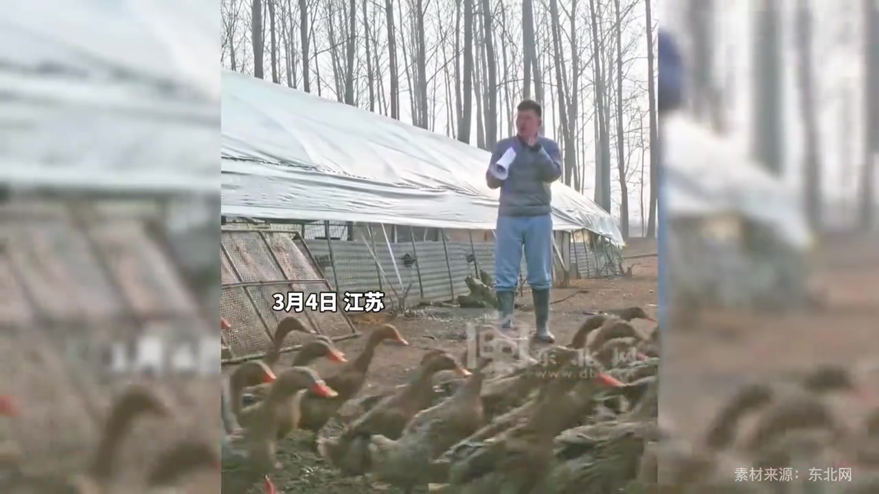 小伙指挥鸭子队伍下河戏水,游泳可以,但禁止下蛋