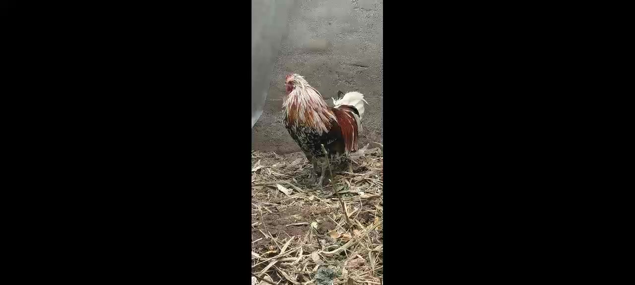 青海大通县海东鸡