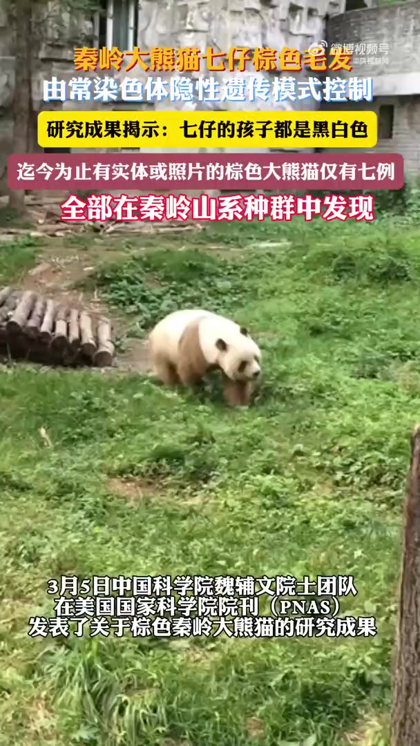 最新研究!棕色大熊猫七仔是基因缺失突变