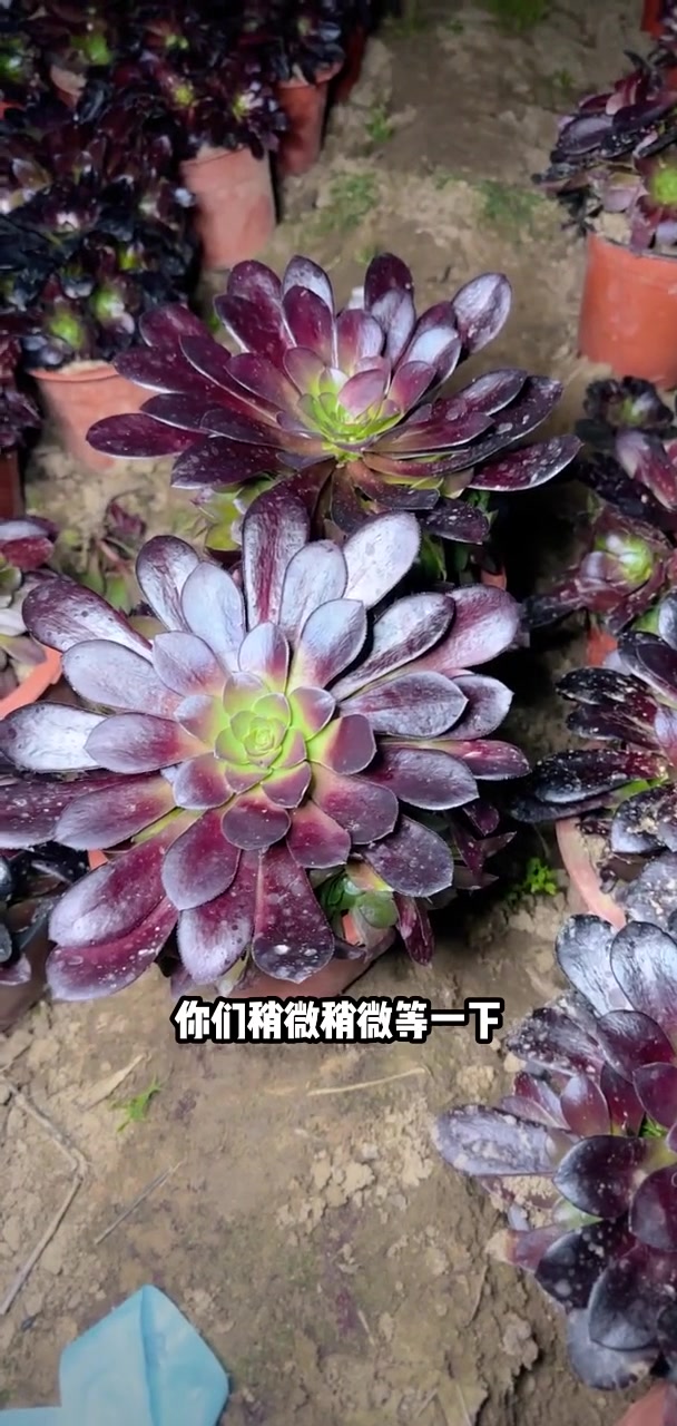 我推荐了 多肉植物莲花掌系列舞天姬大老桩,快来看看!