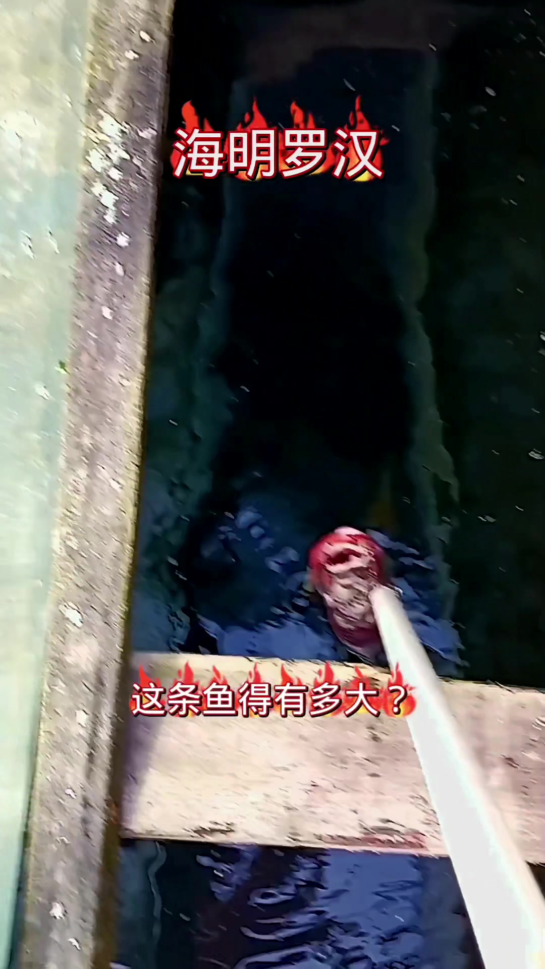 经济实惠的罗汉鱼