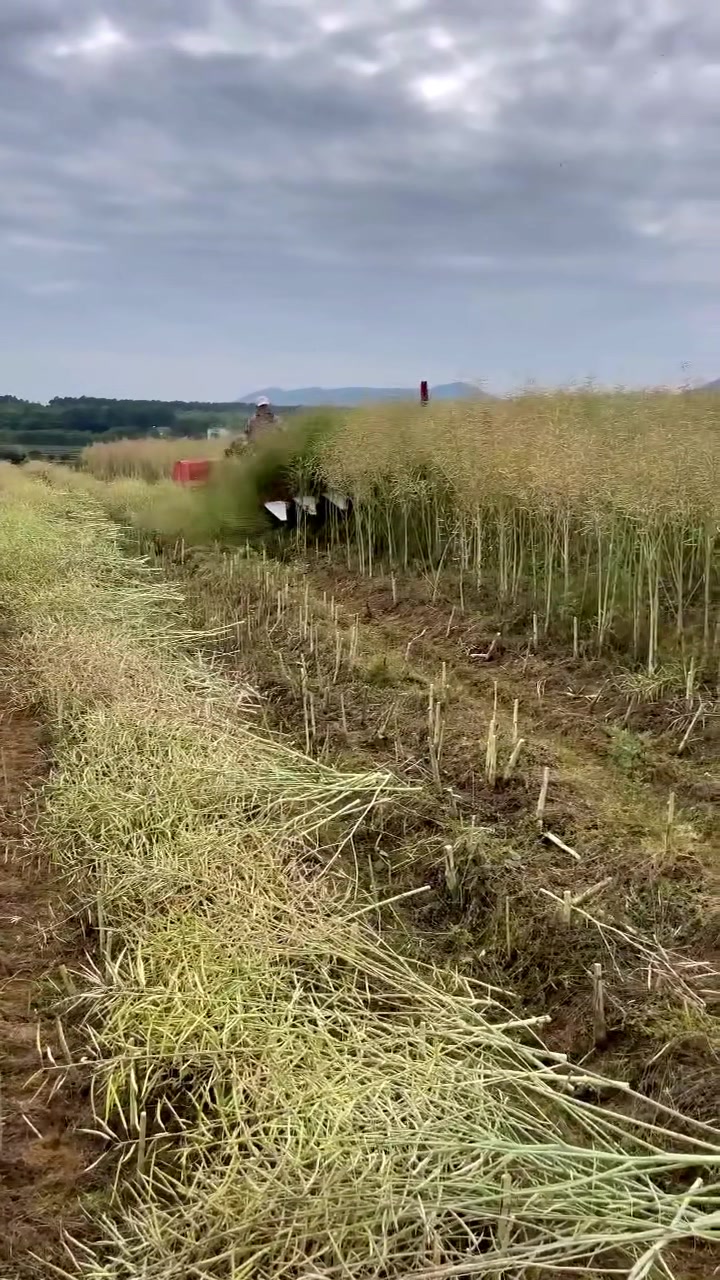 这四轮安装油菜割台,收割很轻松,减少了很多人工