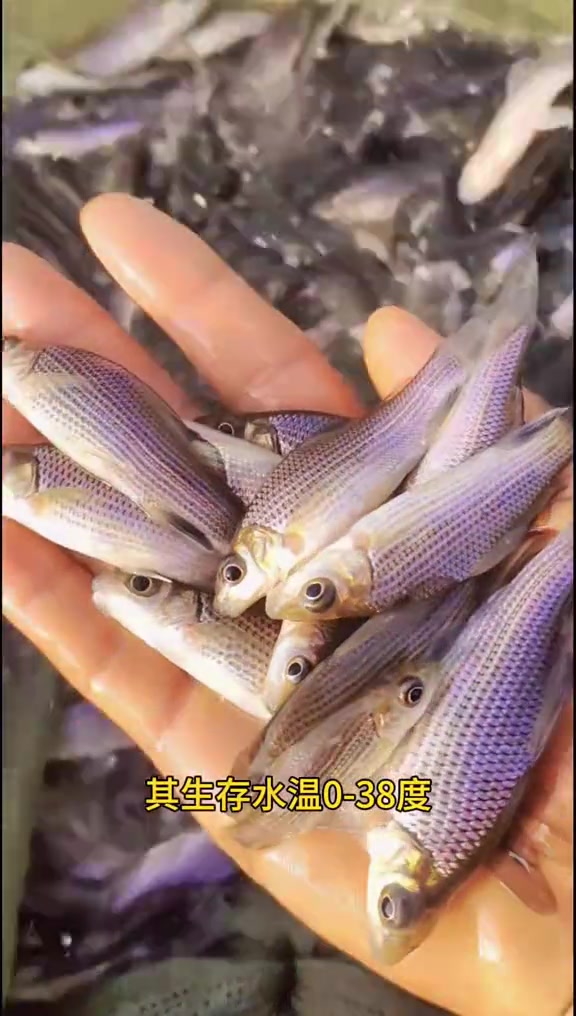 岩鲤鱼,鲤鱼中的天花板,可观赏可食用,肉质极其鲜美,经济价值高,一桶鱼上万元 岩鲤鱼苗 岩