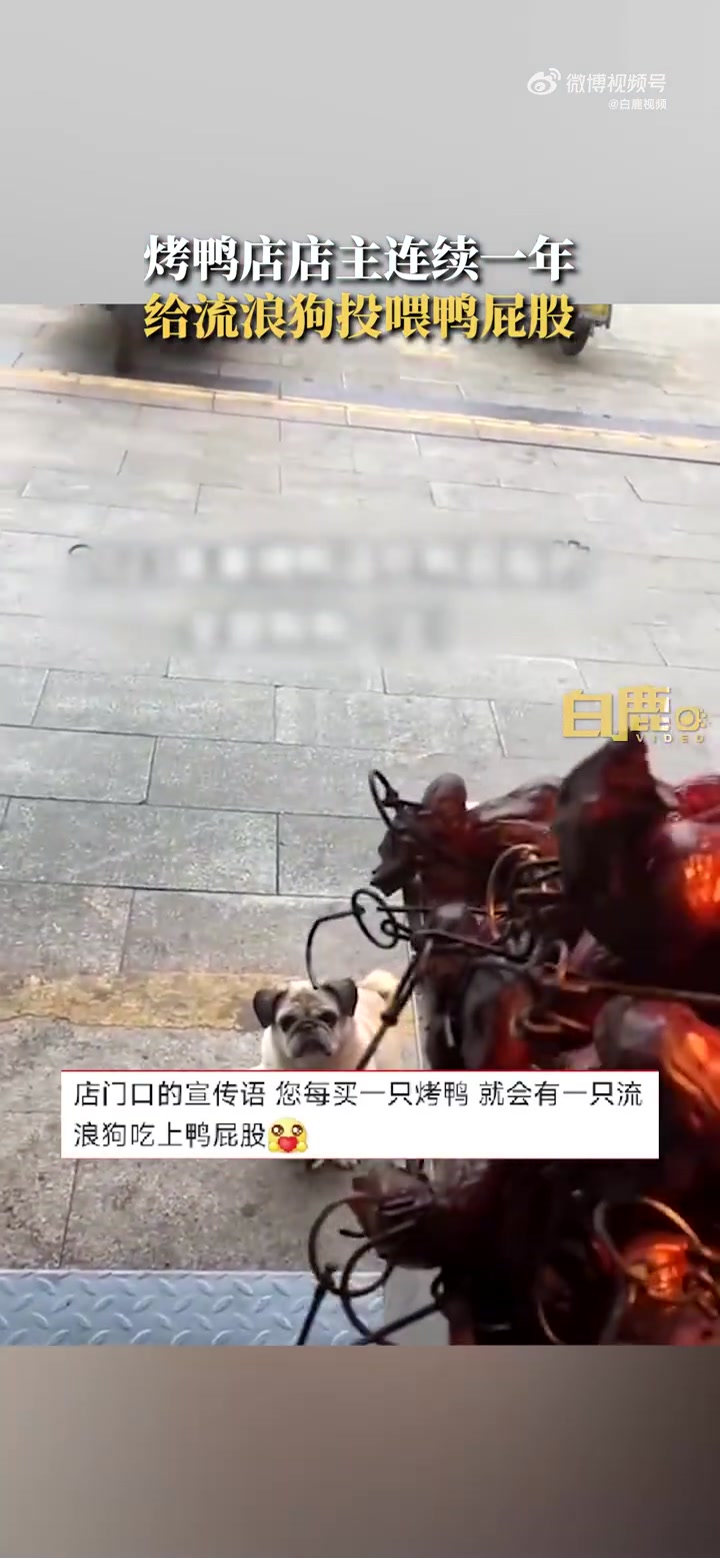 「鸭屁股侠!鸭店老板连续1年留鸭屁股送流浪狗」你这么大方在狗界都传开了吧 3月5日,江苏常