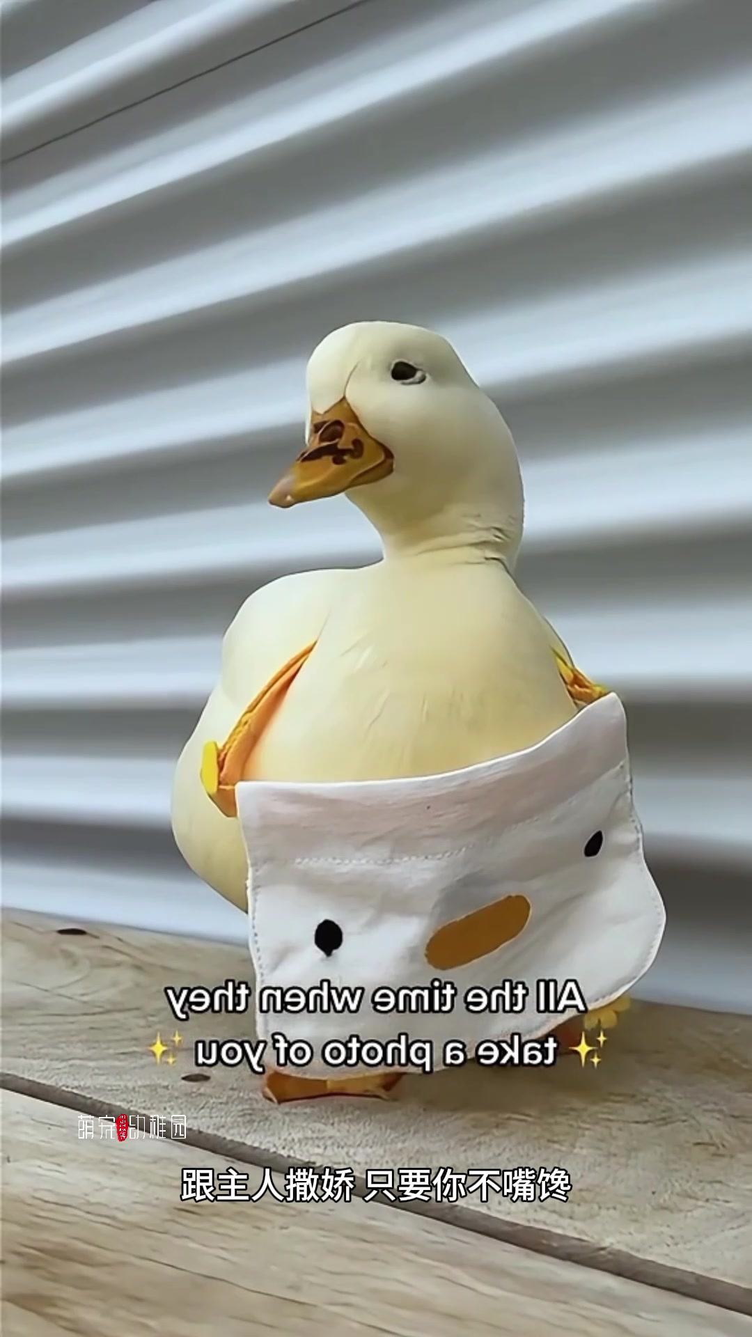 宠物柯尔鸭多少钱一只