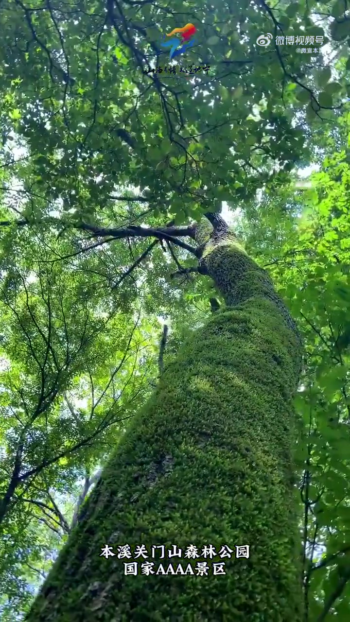 新时代六地辽宁杠杠滴 本溪关门山国家森林公园,万物都是自由诗,花开只为你到来!(视频来源: