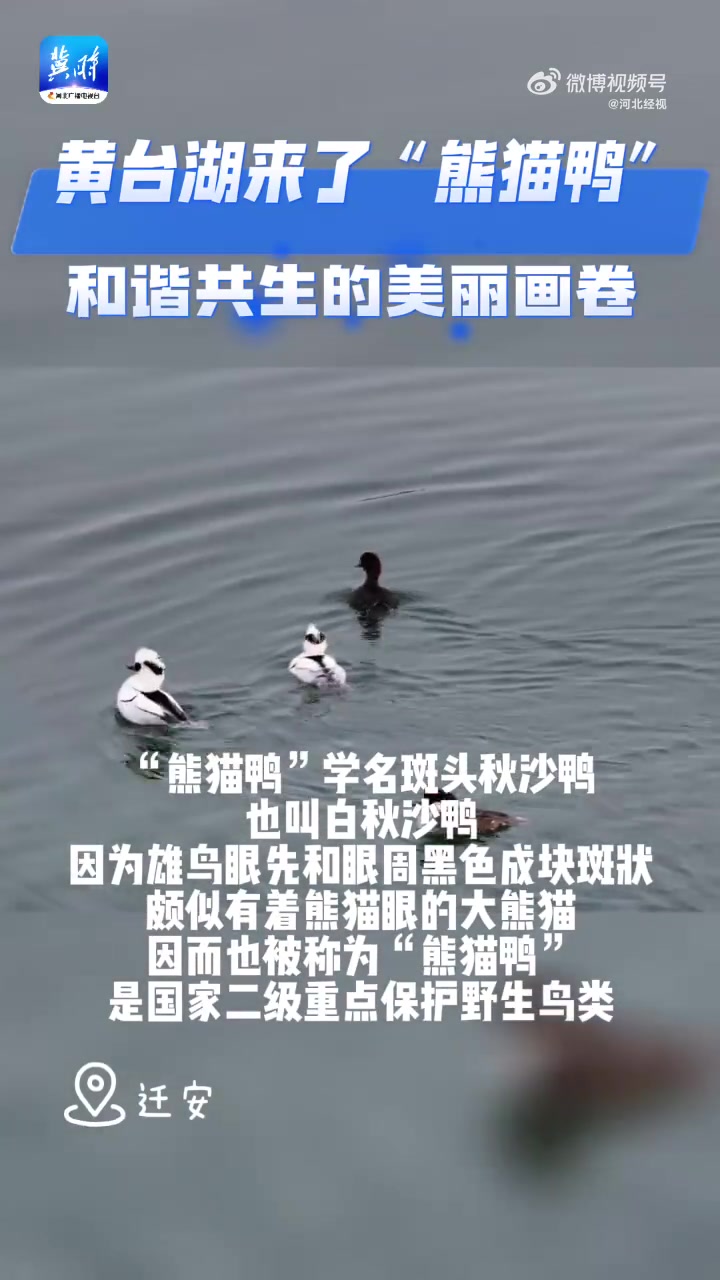 「快来偶遇吧!20多只熊猫鸭现身黄台湖」近日,唐山迁安,20多只“熊猫鸭”在迁徒途中落脚黄