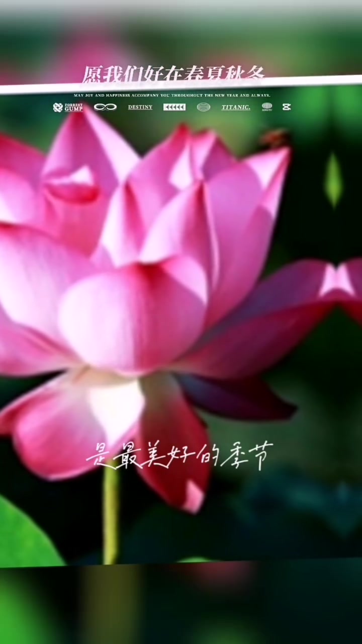 富贵九鱼年丰万事荷