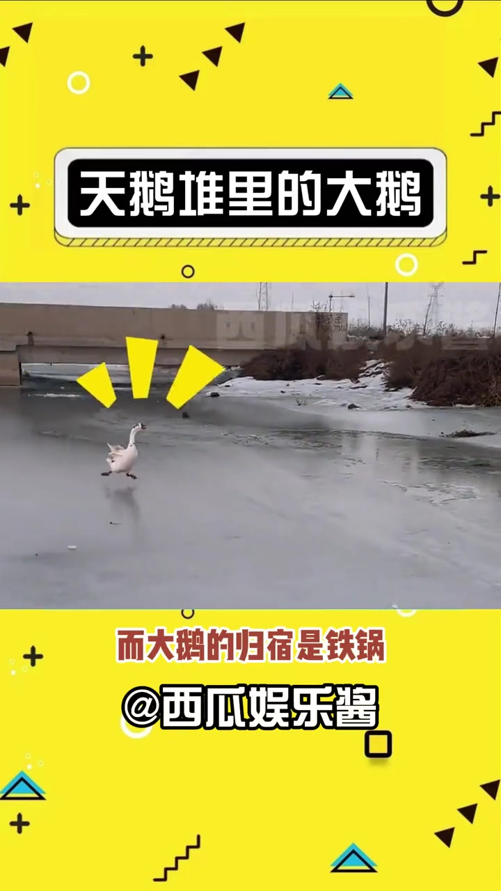 大鹅:鹅兄,你们怎么飞走了!娱乐评论大赏 大鹅成精了 搞笑 天鹅和大鹅 哈哈哈哈哈哈我要笑