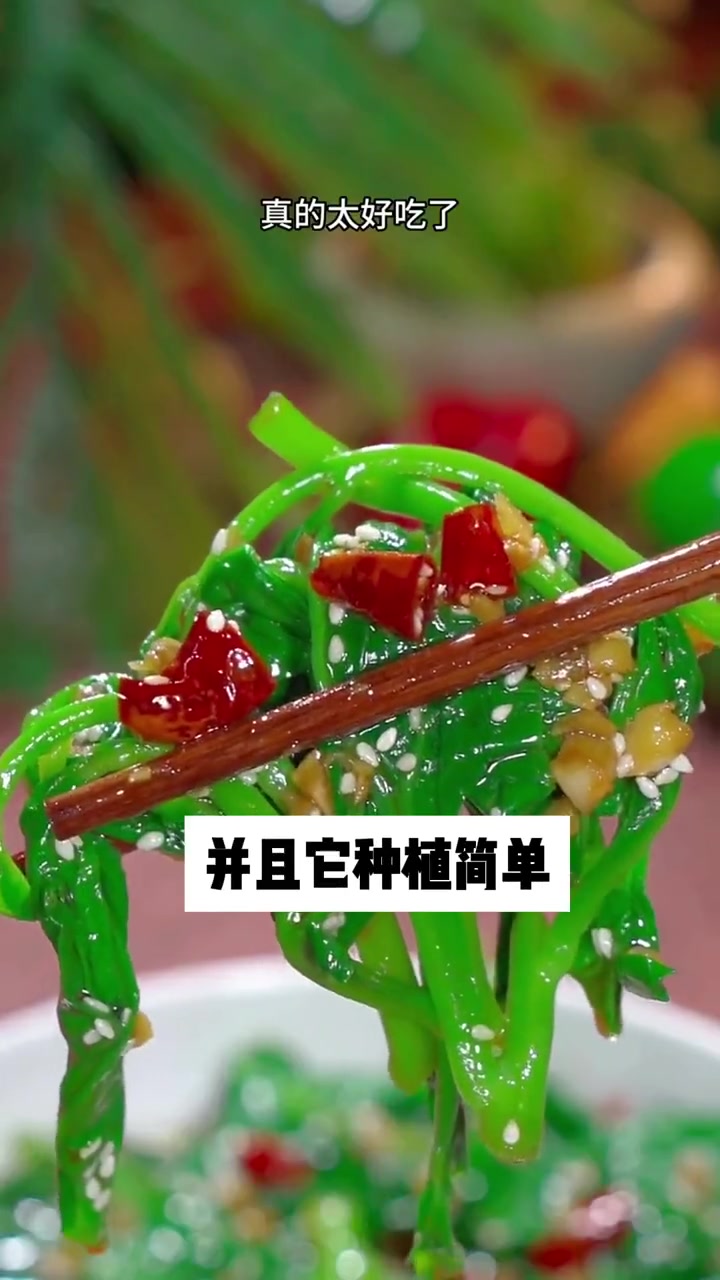 耐热耐高温的大叶木耳菜,南方北方都能种!四季可采摘!蔬菜种子 木耳菜 三农 田园生活 我的