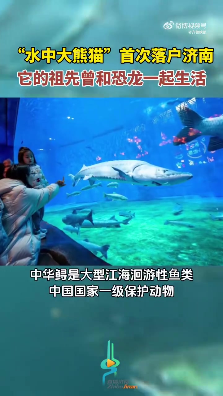 「水中大熊猫首次落户济南」近日,济南迎来46条极为珍贵的“新住客”:被誉为“水中大熊猫”的