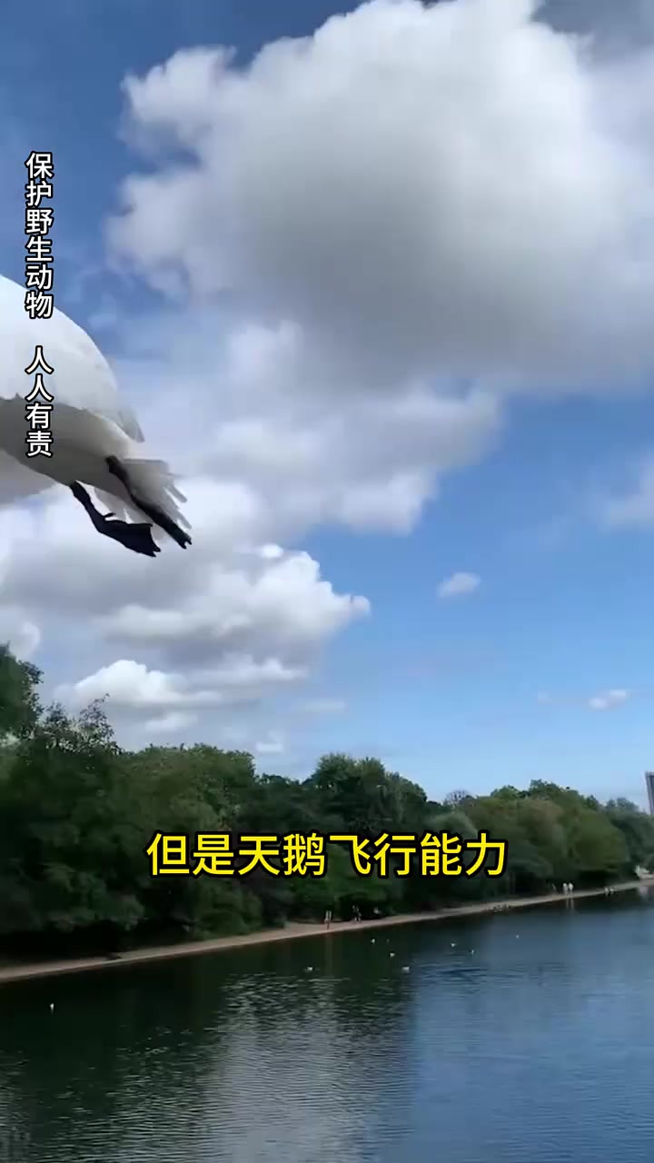 天鹅和大鹅有区别吗?为啥大家都爱天鹅?