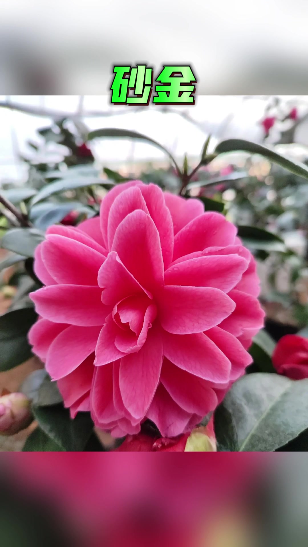 30个茶花品种大赏,哪一款才是你心中永远的神?
