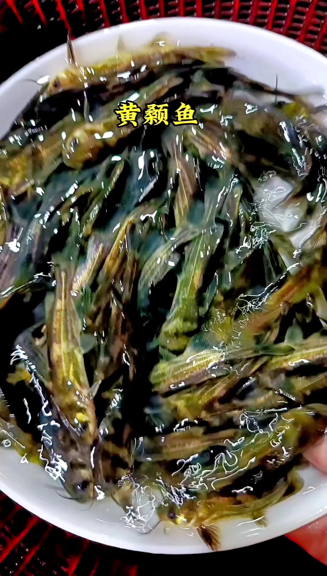 7-10公分黄辣丁鱼苗,半年可以上市