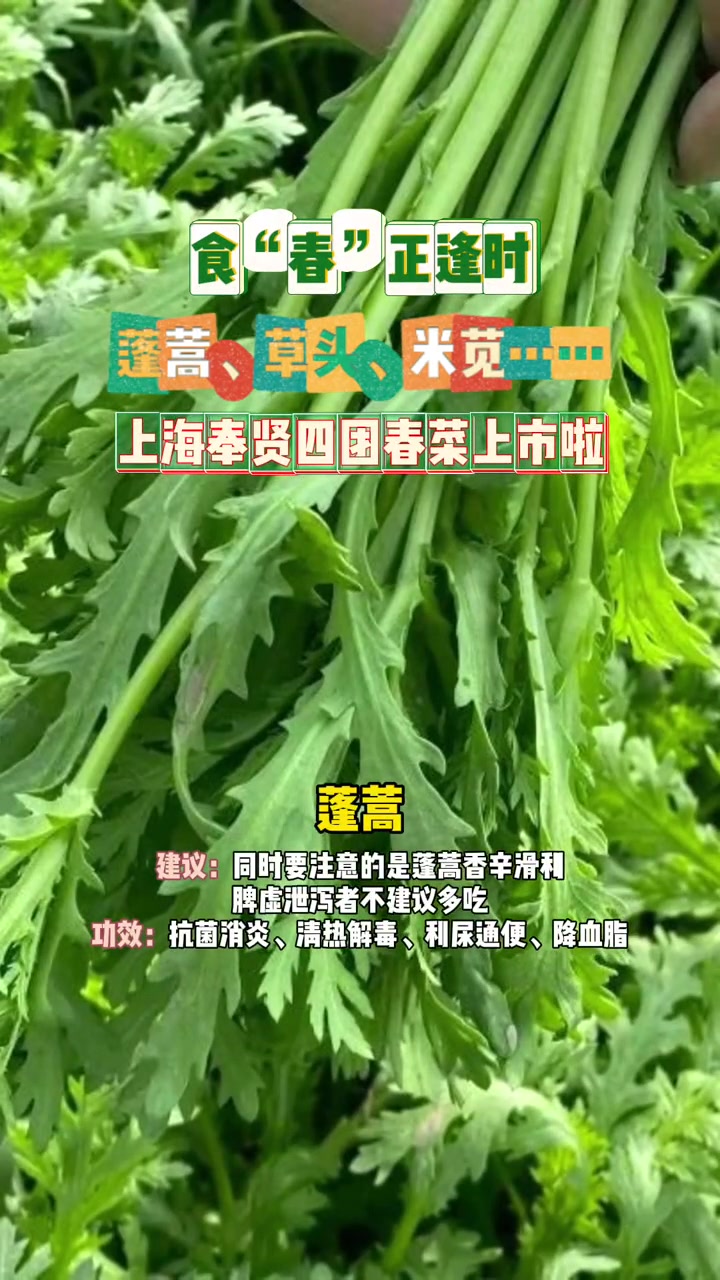 蓬蒿、草头、米苋……上海奉贤 四团 春菜 上市,你尝鲜了吗?