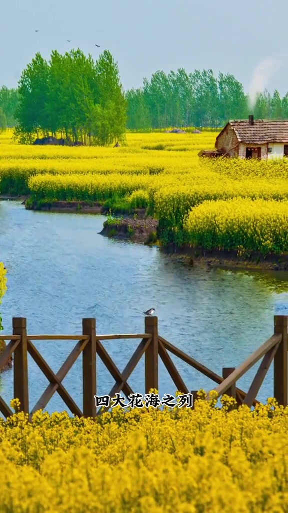 江苏千垛油菜花海景区 旅游推荐官 我和冬日有个约