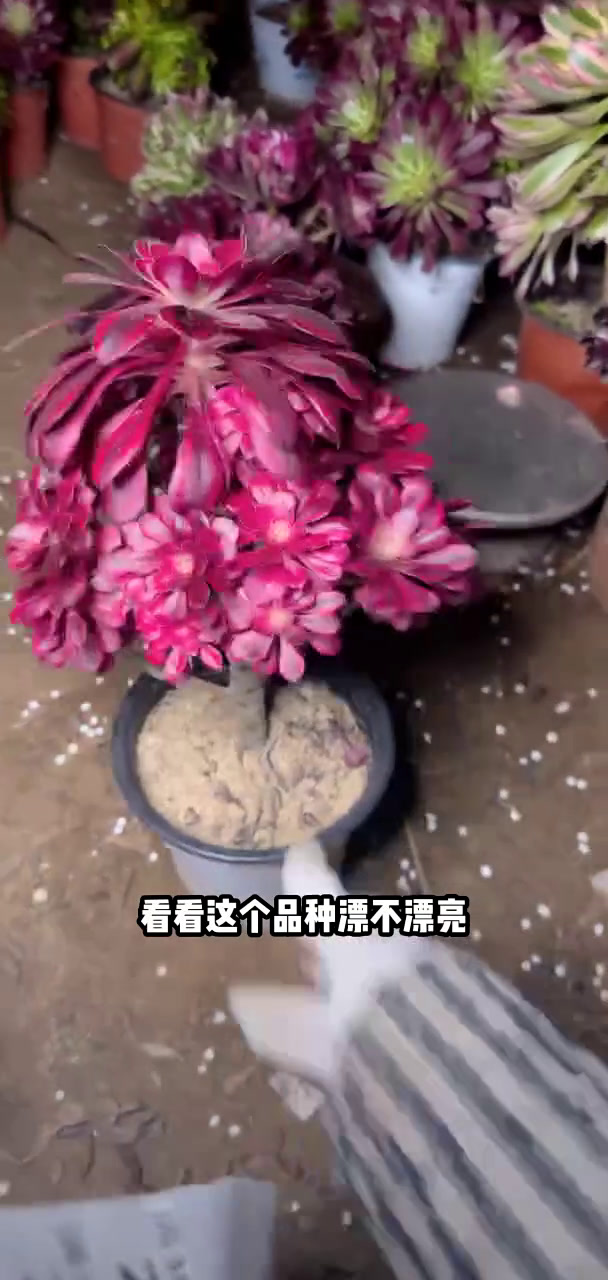 家人们冲啊!买它买它!多肉植物莲花掌系列舞天姬大老桩