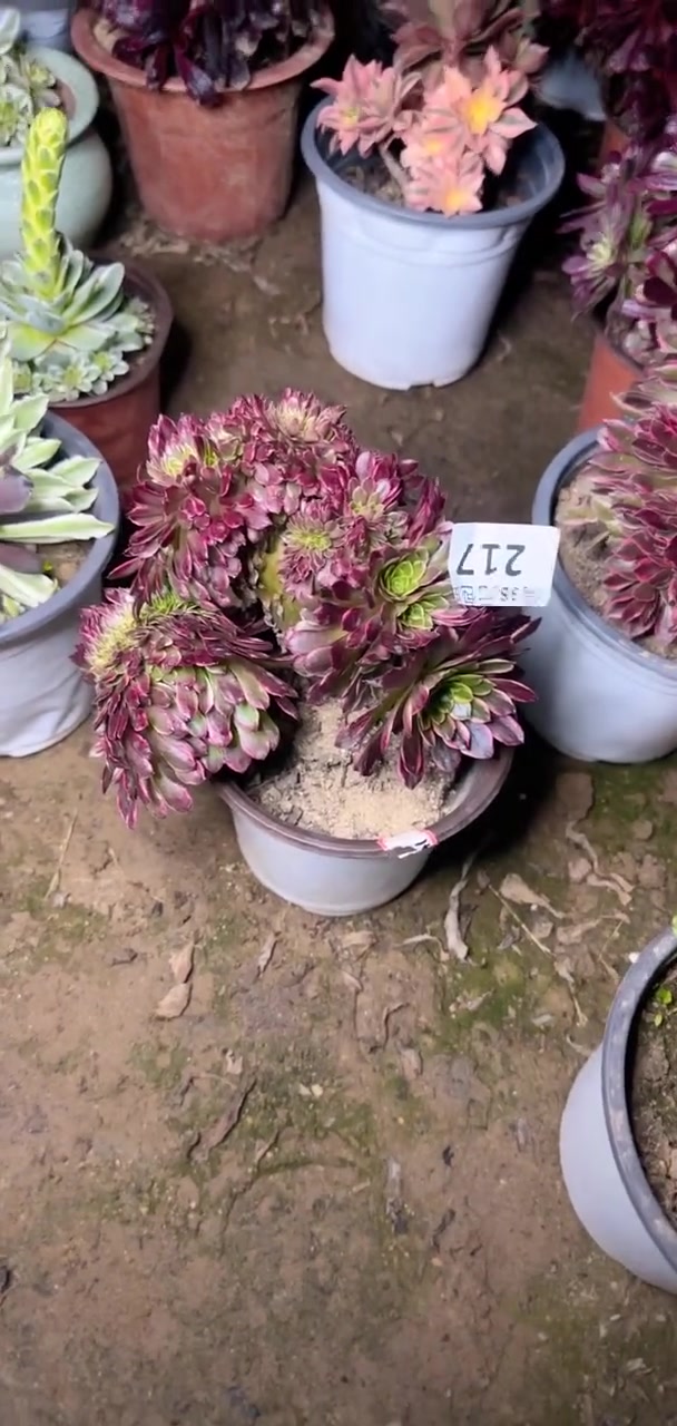 我推荐了 红稚耳,开花的多肉,满58包邮,快来看看!