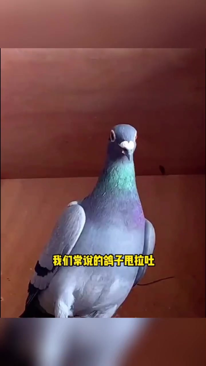 信鸽赛鸽 养鸽人 鸽子 赛鸽甩拉吐问题一招搞定