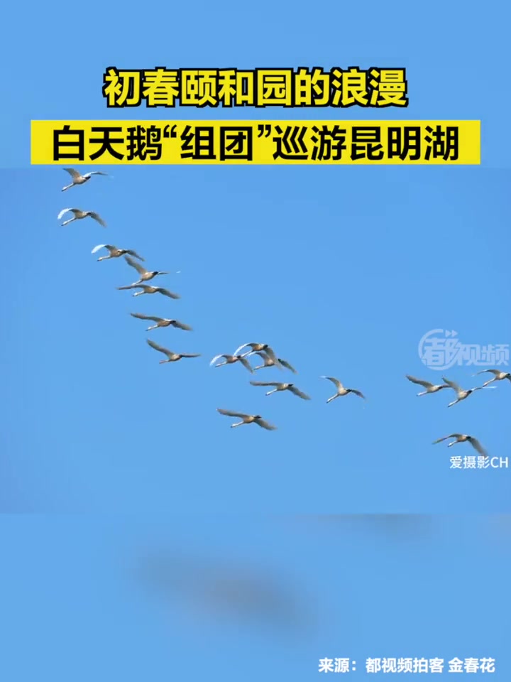 「初春颐和园的浪漫,数十只白天鹅组团巡游昆明湖」3月10日,在颐和园昆明湖上空,迎来数十只