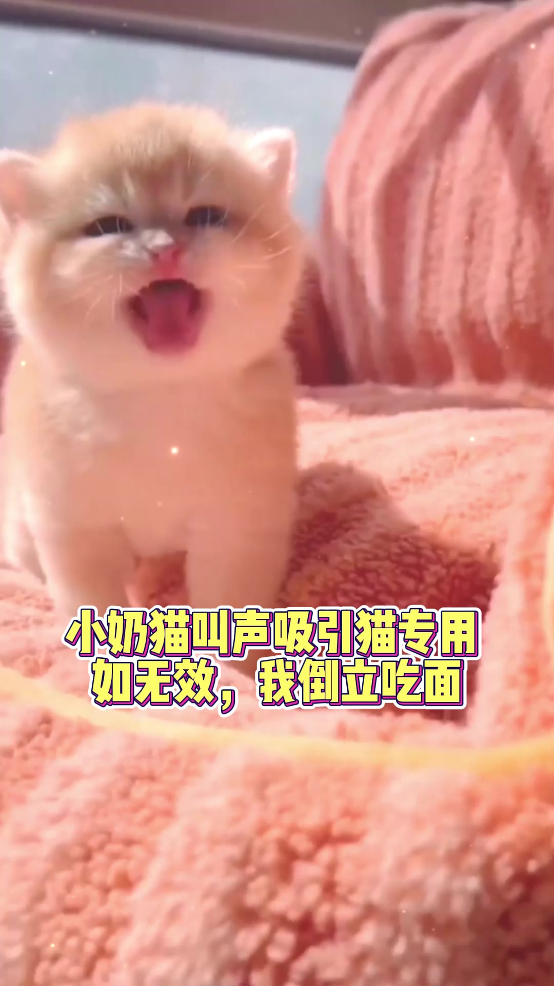小奶猫叫声吸引猫咪专用#找猫