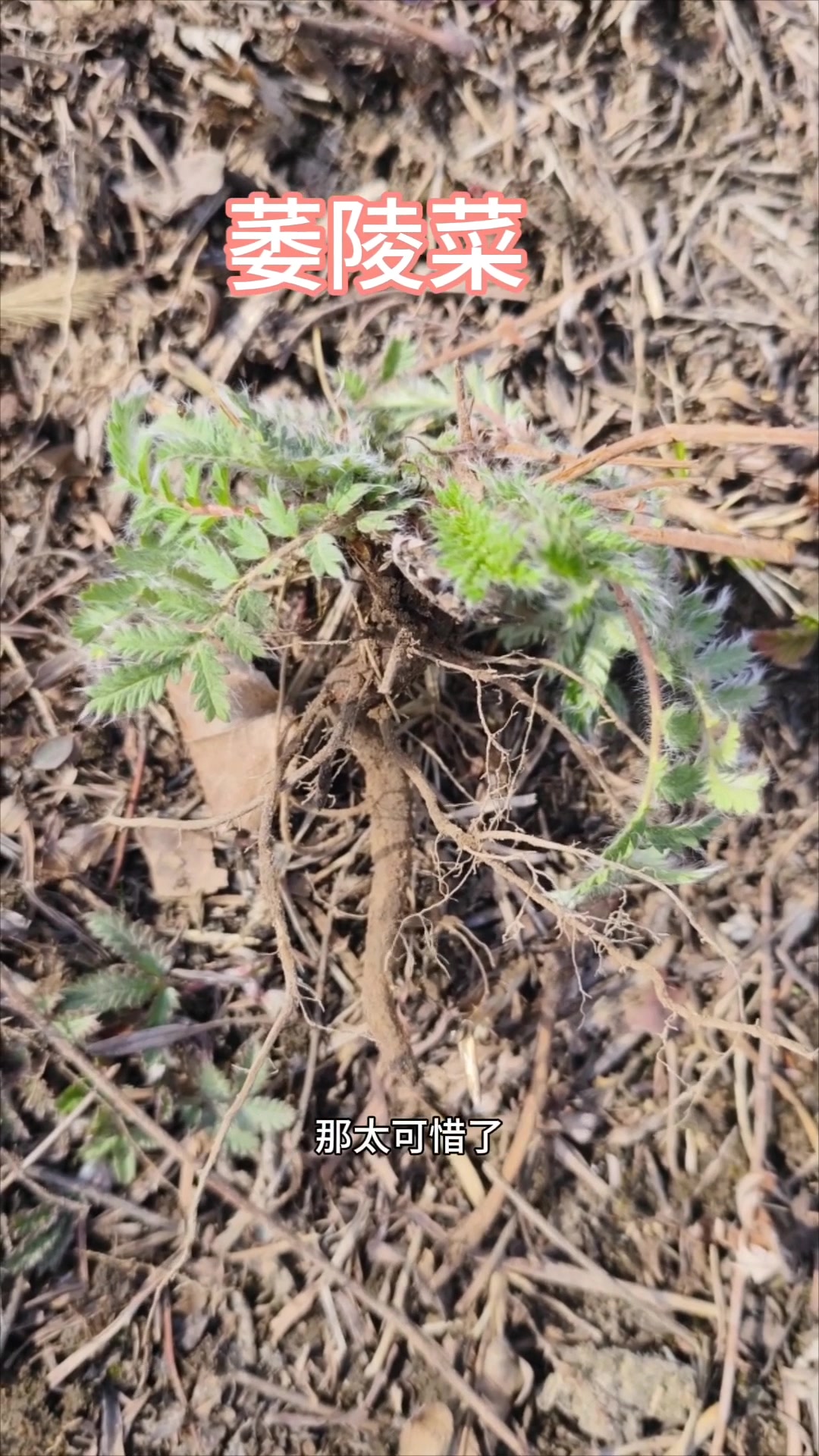 翻白草与委陵菜的区别