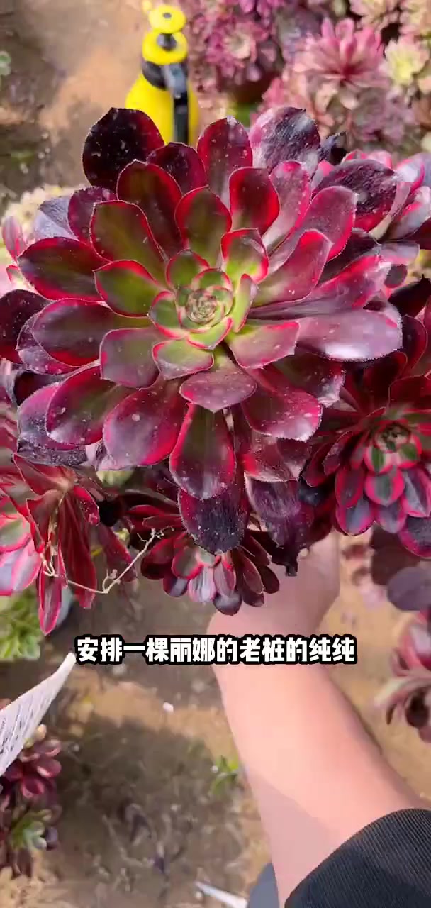 多肉植物莲花掌系列舞天姬大老桩宝宝们抓紧时间抢购吧!