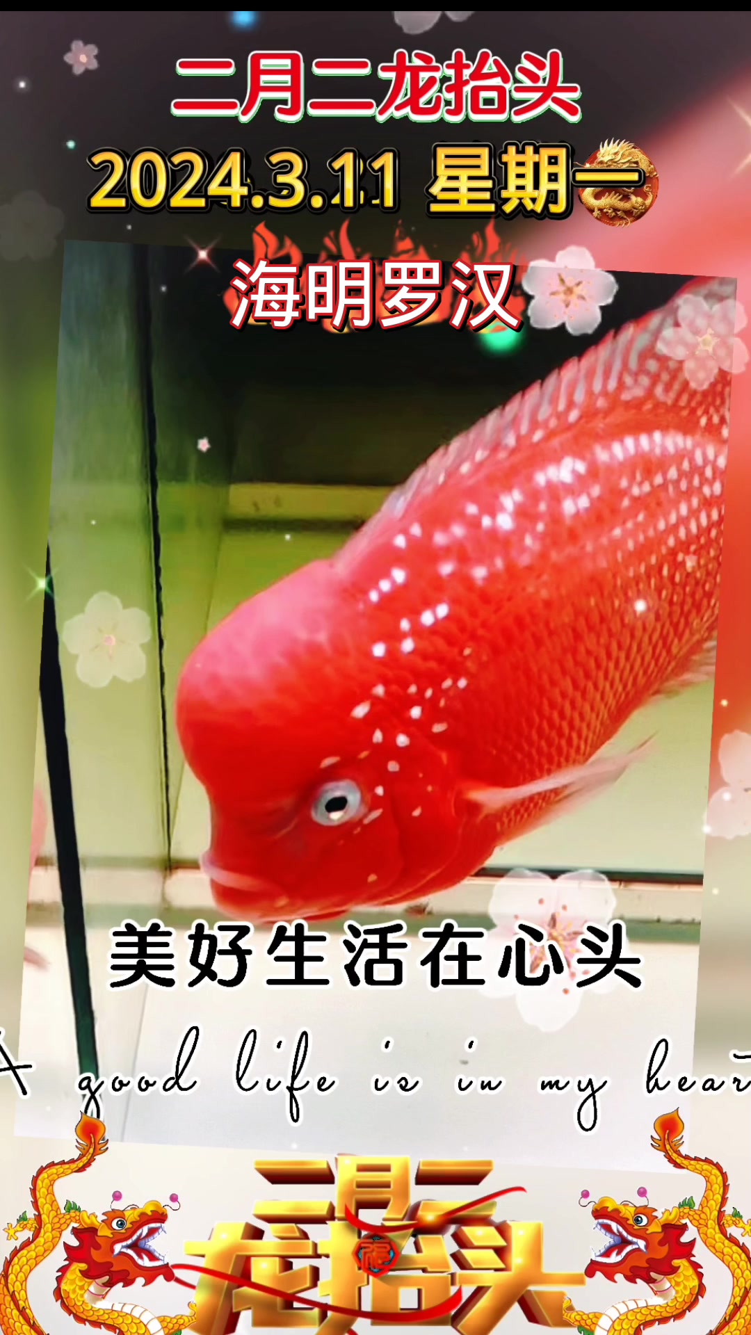 经济实惠的罗汉鱼