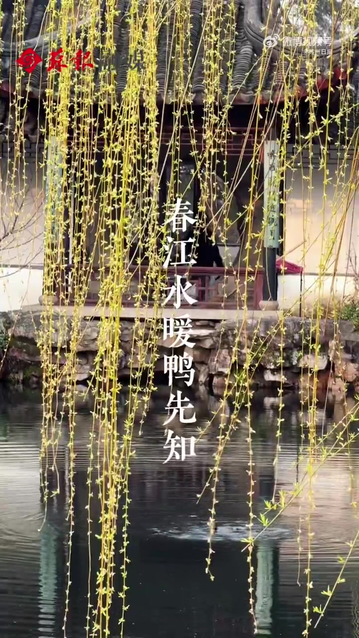 「春江水暖拙政园的鸭先知」江苏苏州,拙政园。鸭子在水边用脚蹼轻轻试探水温,继而丝滑入水。有