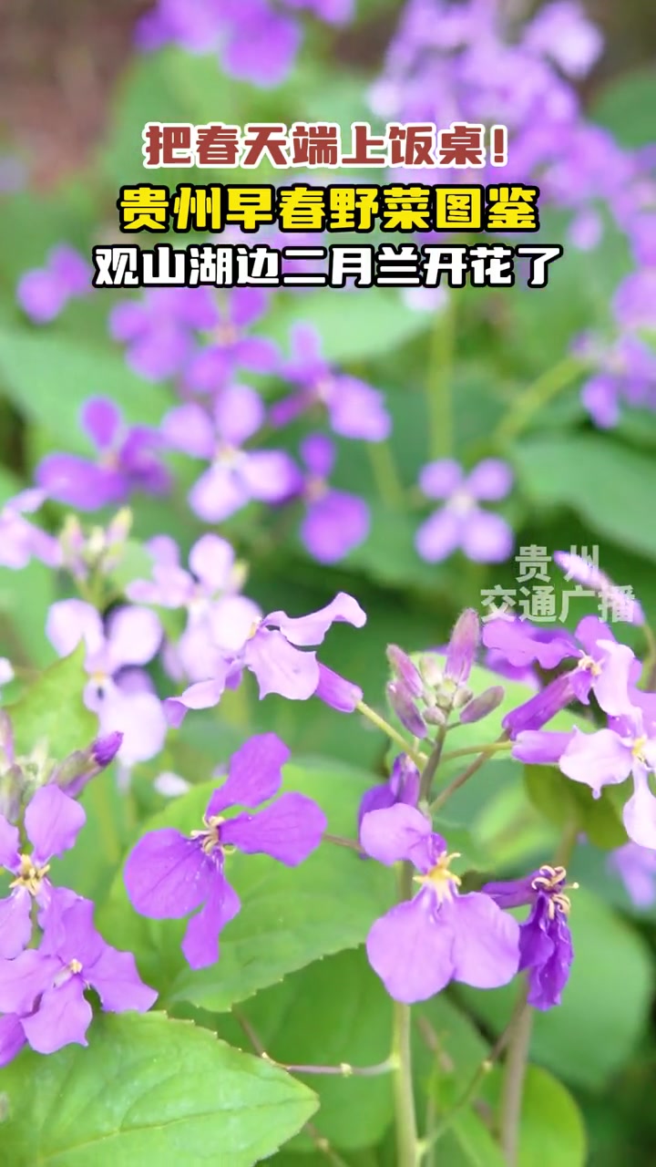 春天里的贵州 又好看又好吃的野菜,你认识吗?