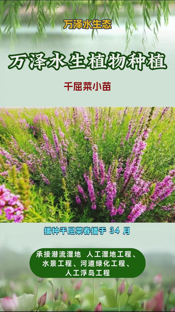 千屈菜种植基地 千屈菜小苗 千屈菜幼苗 千屈菜种苗