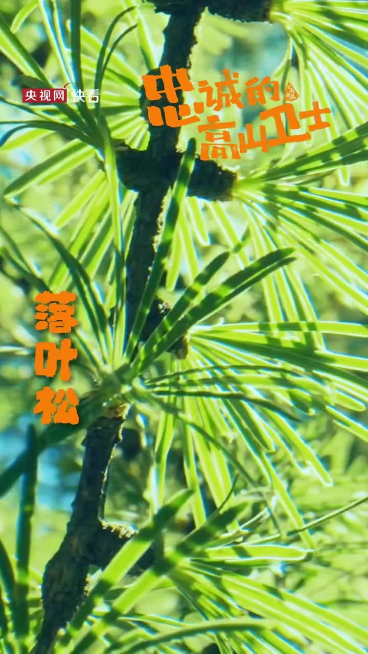 「“植”此青绿!那些全身都是宝的植物长啥样」中国绿色版图不断扩大 春回大地,万物复苏,又是