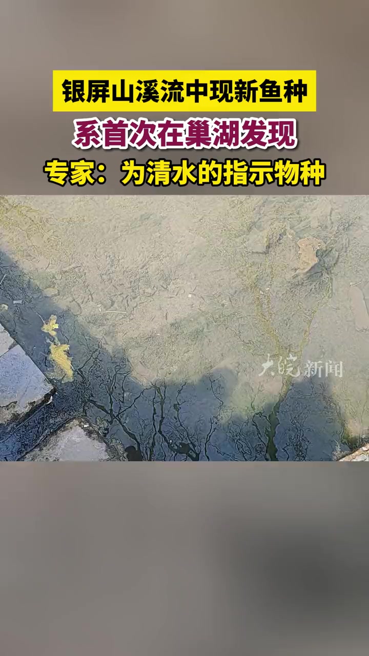 银屏山溪流中现新鱼种 系首次在巢湖发现 专家:为清水的指示物种 银屏山 大皖新闻讯 3月1