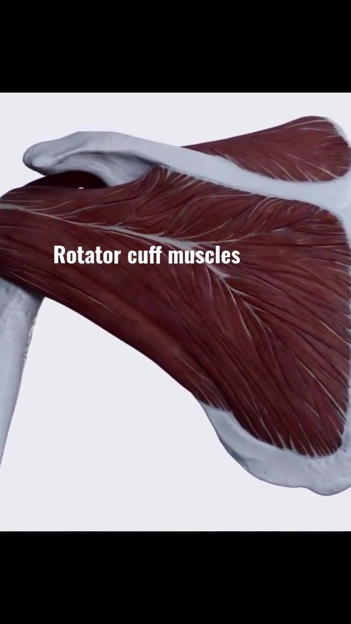 全视角下的肩袖肌群:岗上肌、冈下肌、小圆肌、肩胛下肌主要是稳定盂肱关节、转动肱骨。涉及到肩