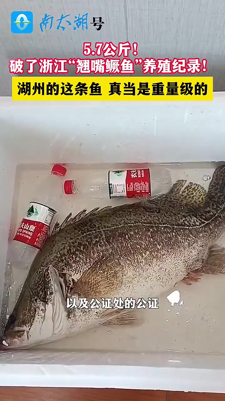 5.7公斤!浙江省养殖翘嘴鳜鱼的纪录刷新了