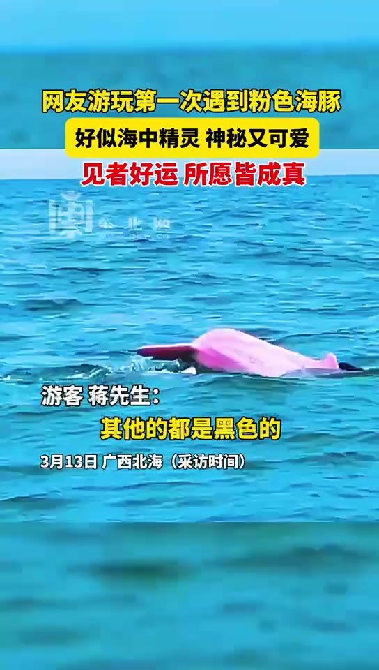 网友游玩第一次遇到粉色海豚,好似海中精灵,神秘又可爱 粉海豚