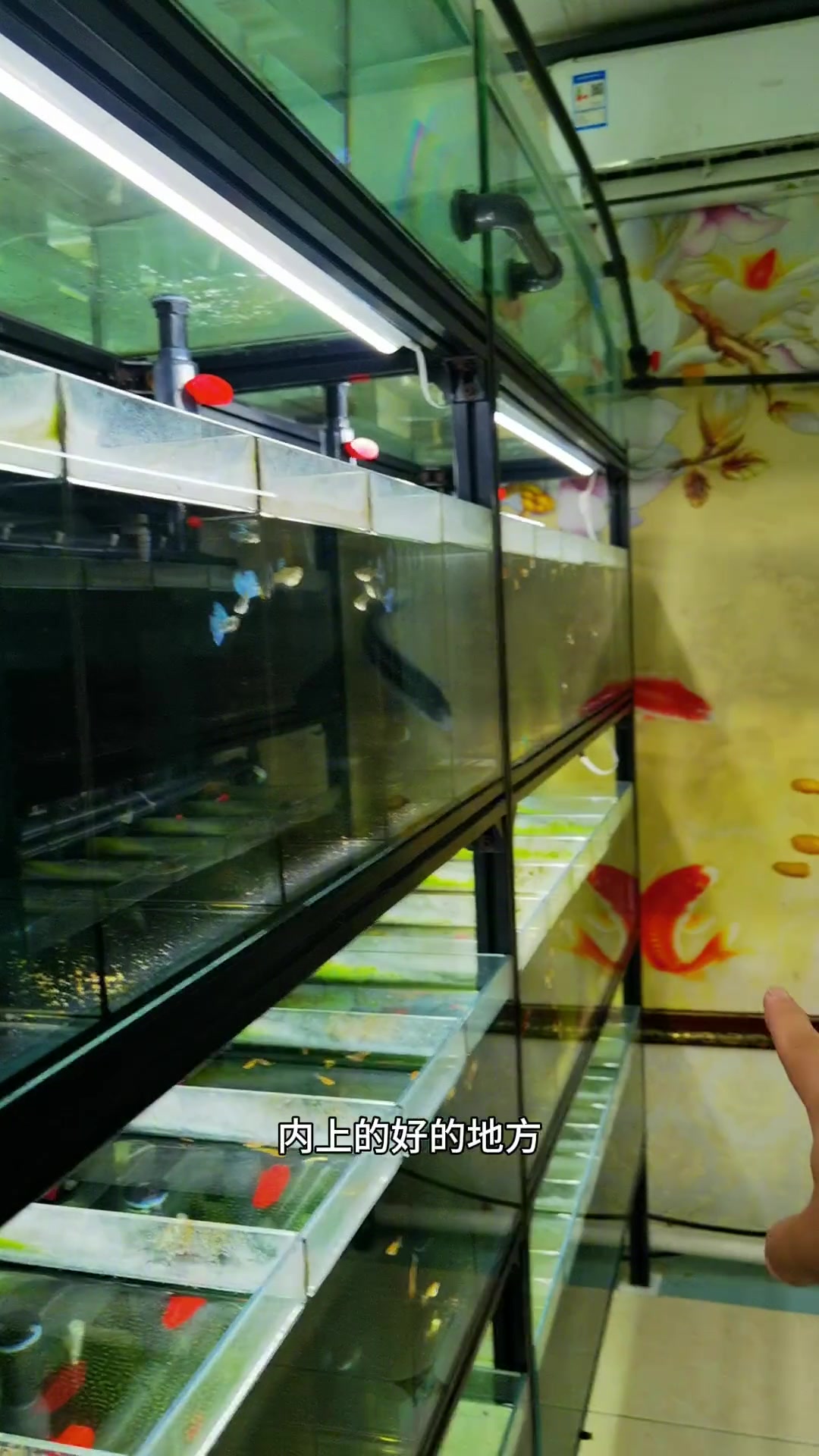 孔雀鱼圈几个之最的地方