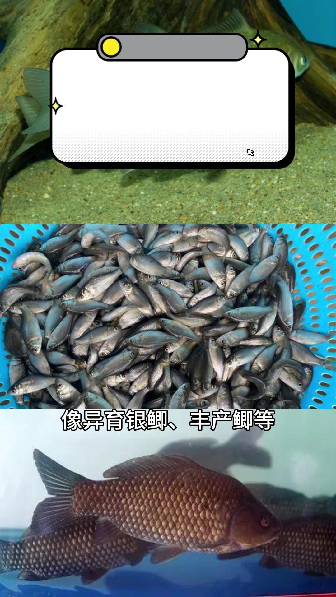 能吃的观赏鲤鱼,你见过吗?