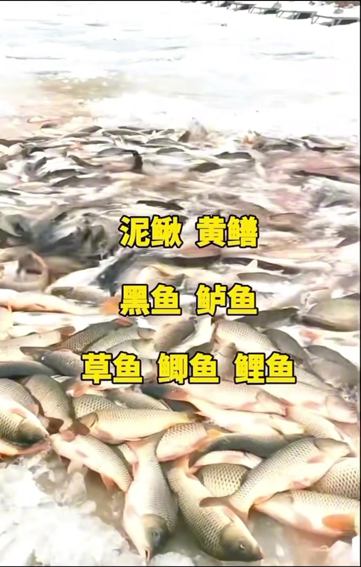 最好养的10种淡水鱼,你养哪一种?