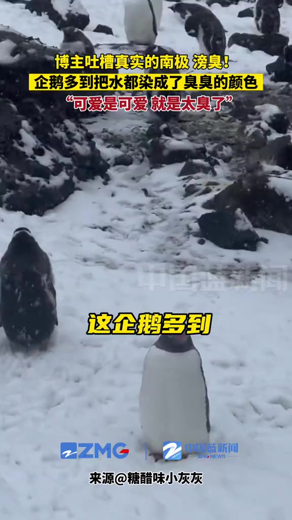 真实的南极居然滂臭!企鹅多到把水都染成了臭臭的颜……