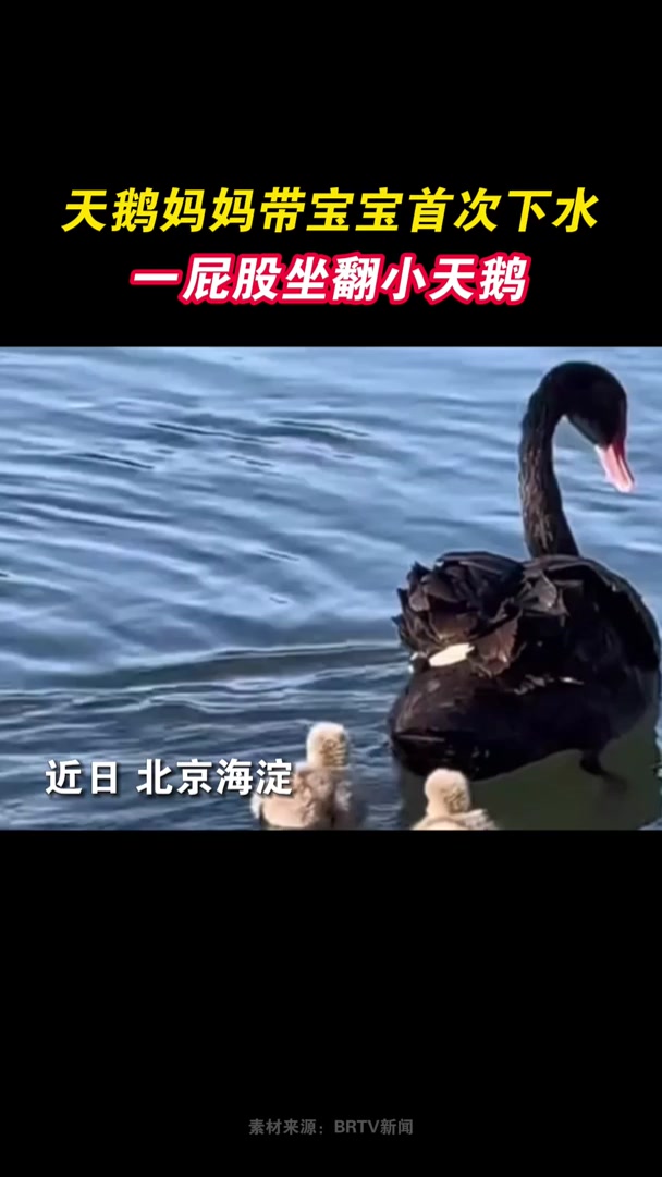 天鹅妈妈带宝宝首次下水,竟一屁股坐翻小天鹅