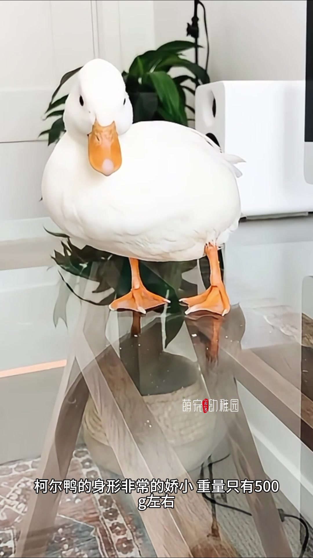 柯尔鸭多少钱一只