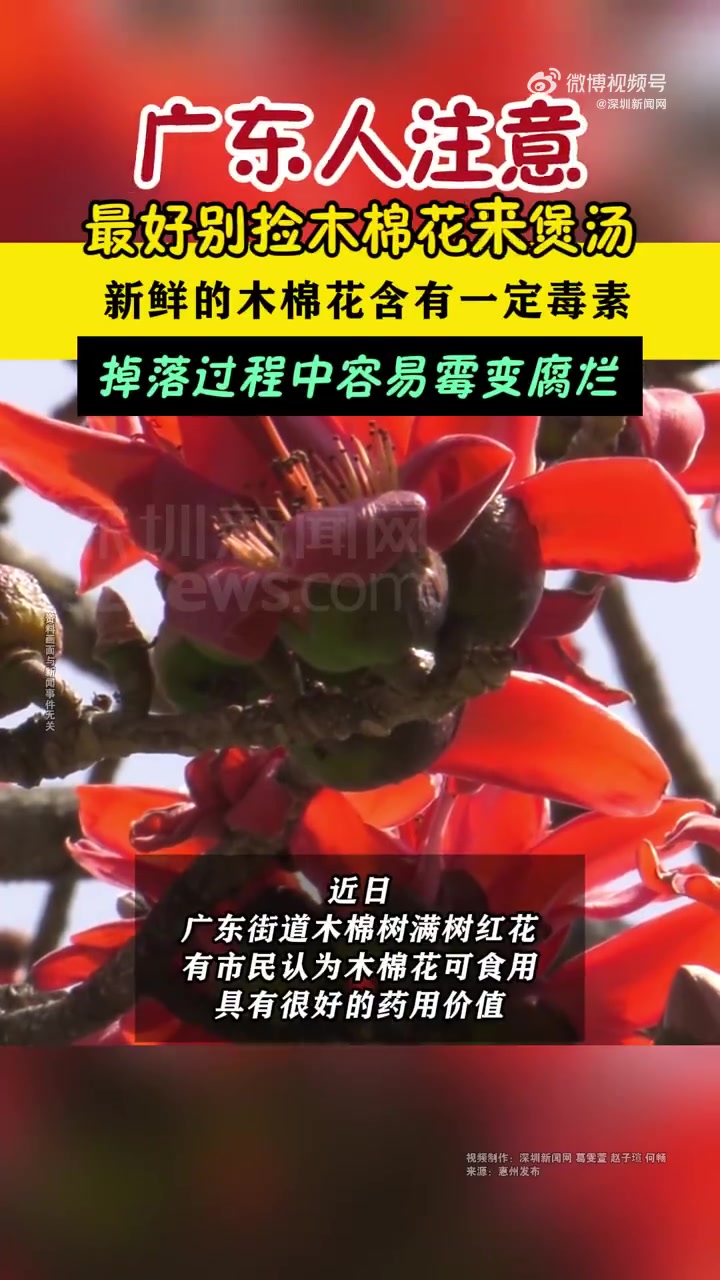 「掉落过程中容易霉变腐烂 新鲜木棉花含有毒素别煲汤」近日,广东街道木棉树满树红花,有市民认