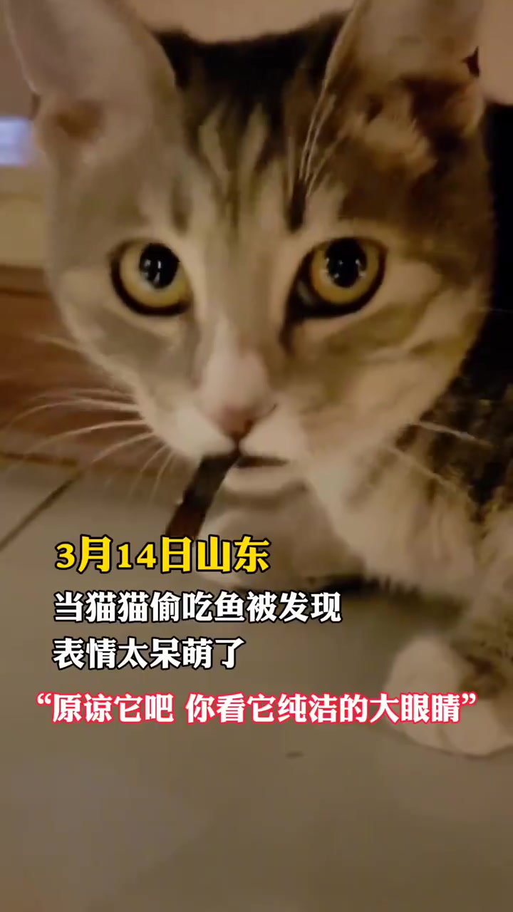 萌猫偷吃鱼儿被抓现行 3月14日,山东。当猫猫偷吃鱼被发现,表情太呆萌了,这么可爱的猫猫,