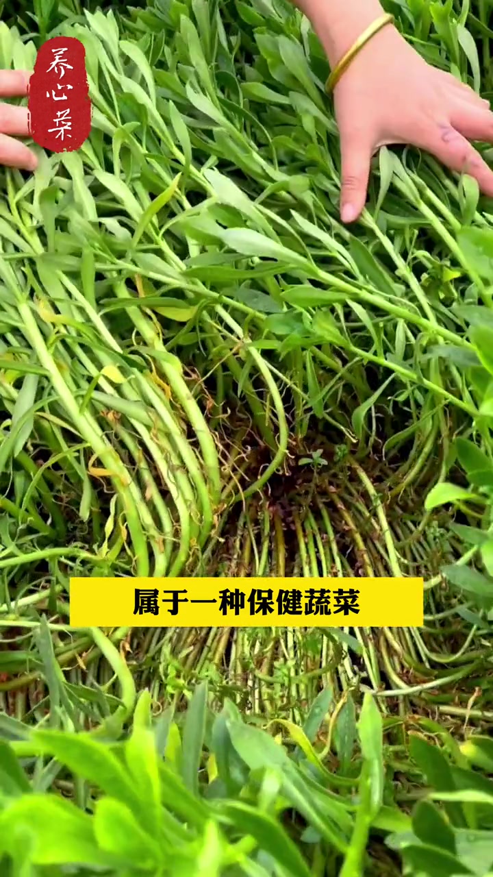 农村有一种野菜,被称为“高钙菜”,浑身上下都是宝!