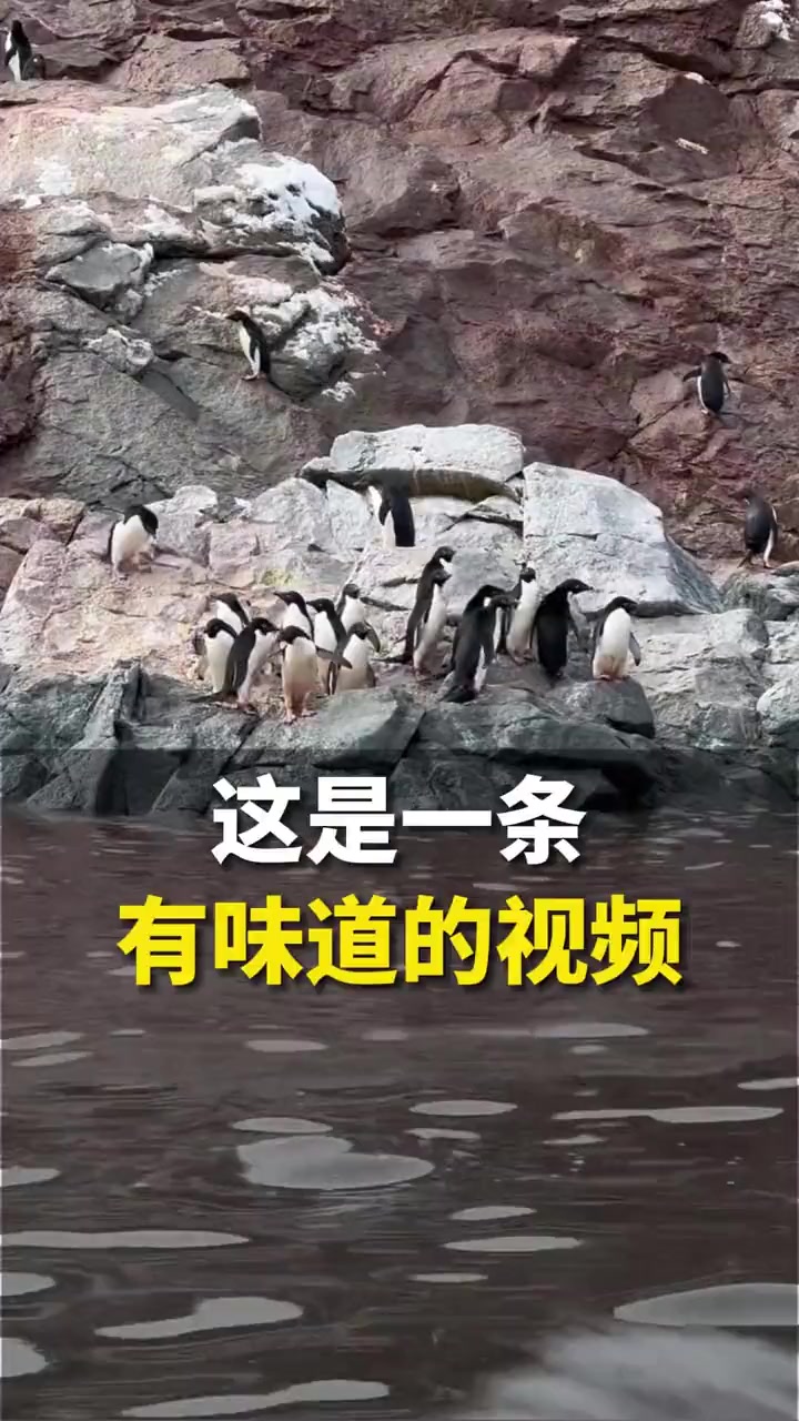 这是一条有味道的视频~3月14日,博主吐槽企鹅把水染成臭臭的颜色,网友:对南极的想象破灭了