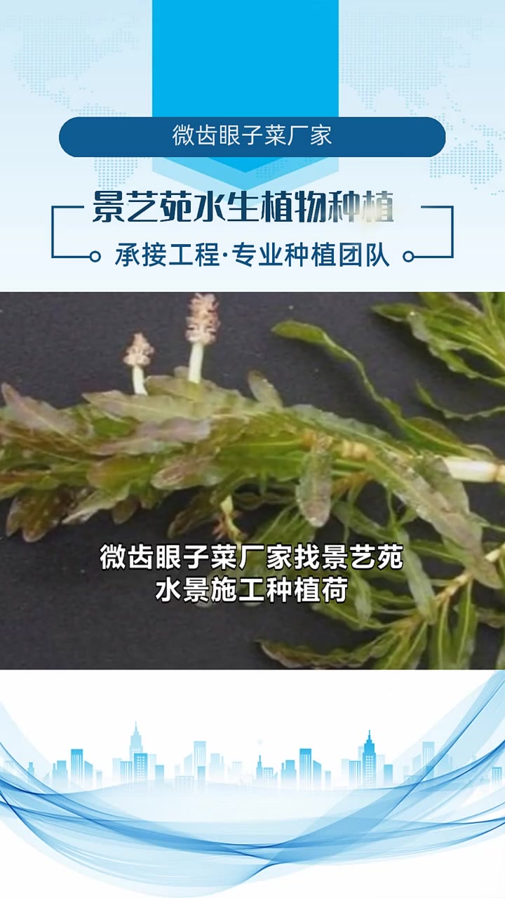 微齿眼子菜厂家