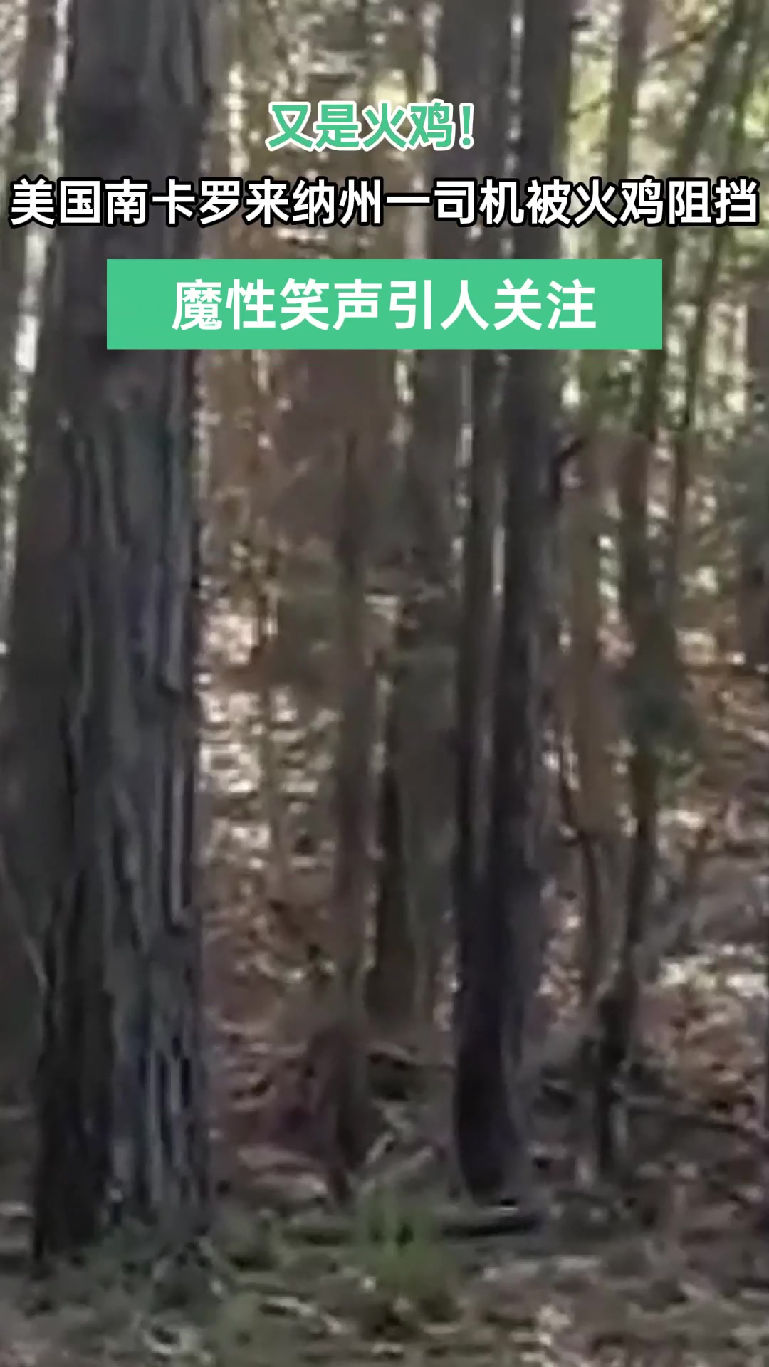 又是火鸡!美国南卡罗来纳州一司机被好斗的火鸡阻挡