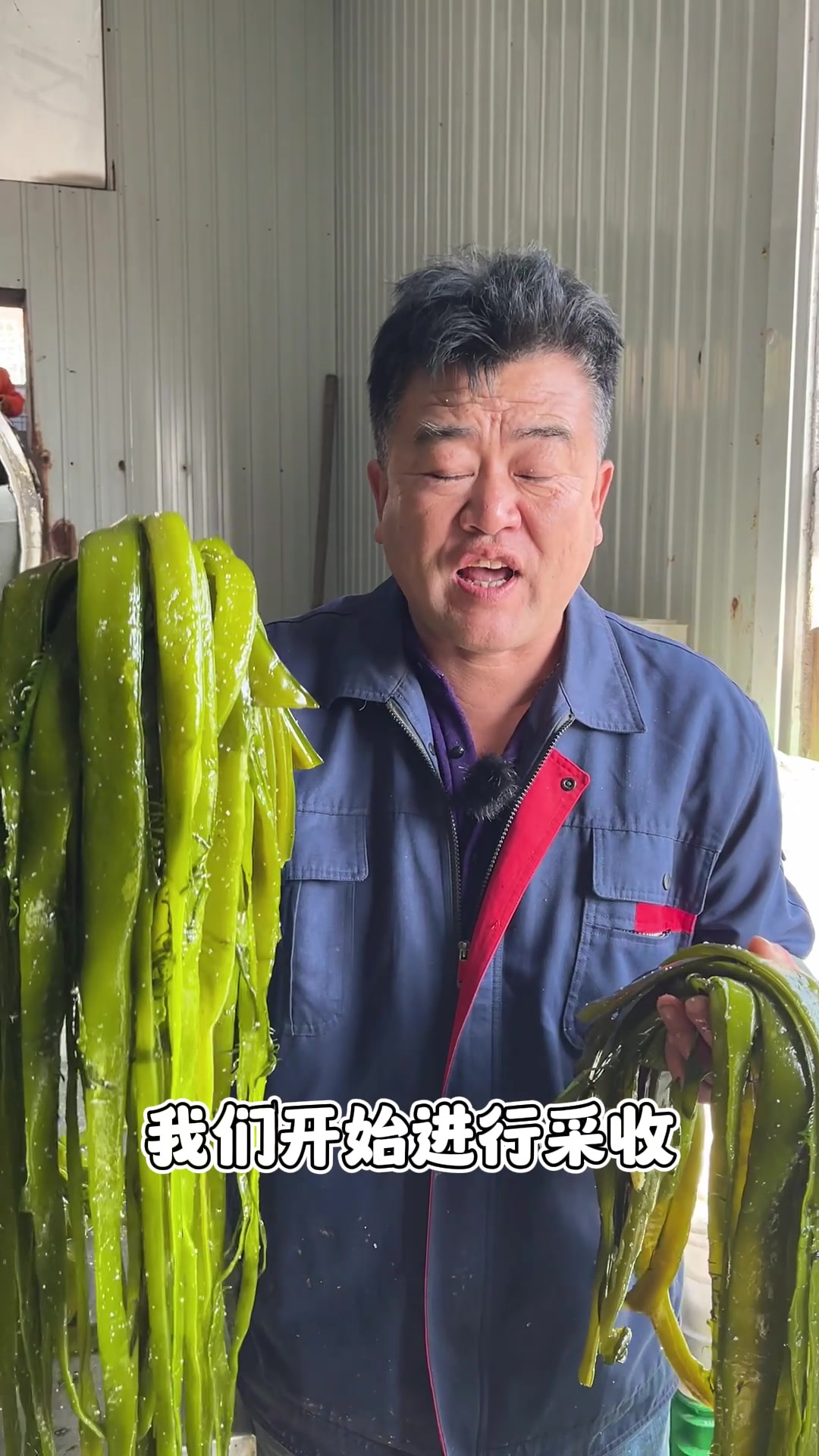 裙带梗,也叫海白菜,我们盐渍进行保鲜,回家炖个排骨口感脆嫩